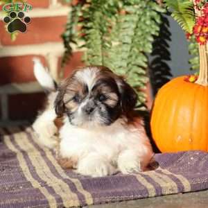 Lacey, Shih Tzu Puppy